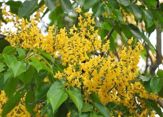 紫檀花種植 紫檀花種植