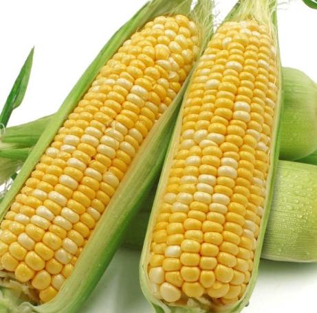 玉米種子種植方法