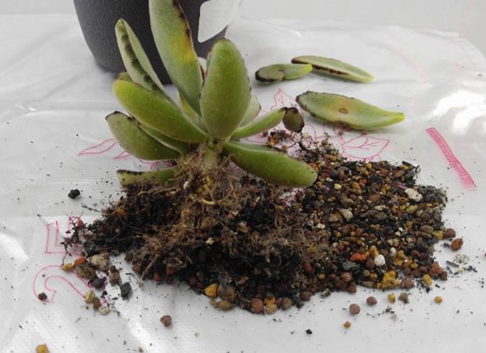 根粉介殼蟲消滅