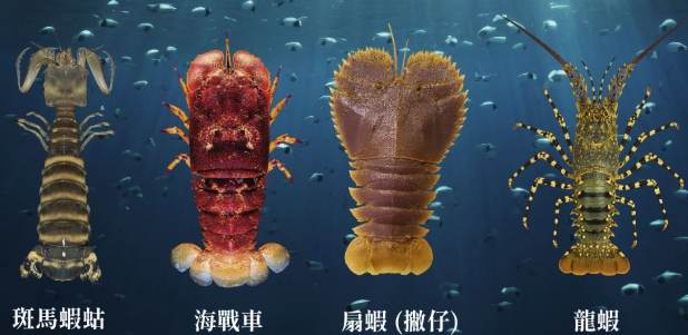 如何挑選皮皮蝦 如何挑選皮皮蝦