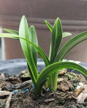 蘭花開花方法 蘭花開花方法