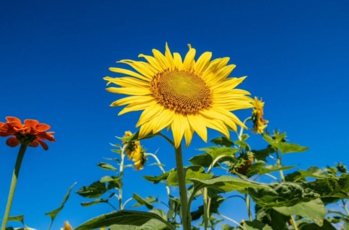 向日葵品種花瓣