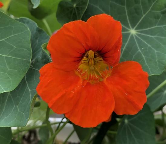 旱金蓮栽培技巧 旱金蓮栽培技巧