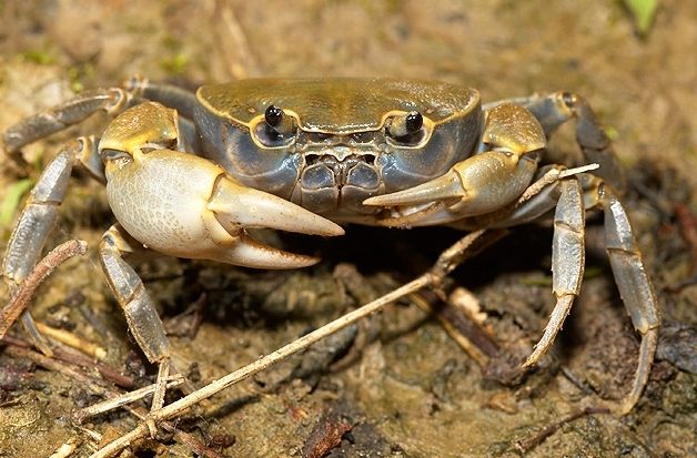 花蓮林榮新光 花蓮林榮新光