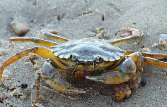 皮皮蝦螃蟹區別