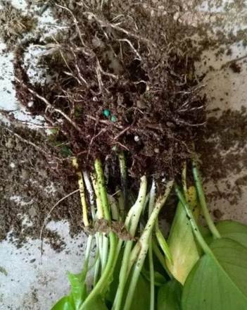 植物爛根原因