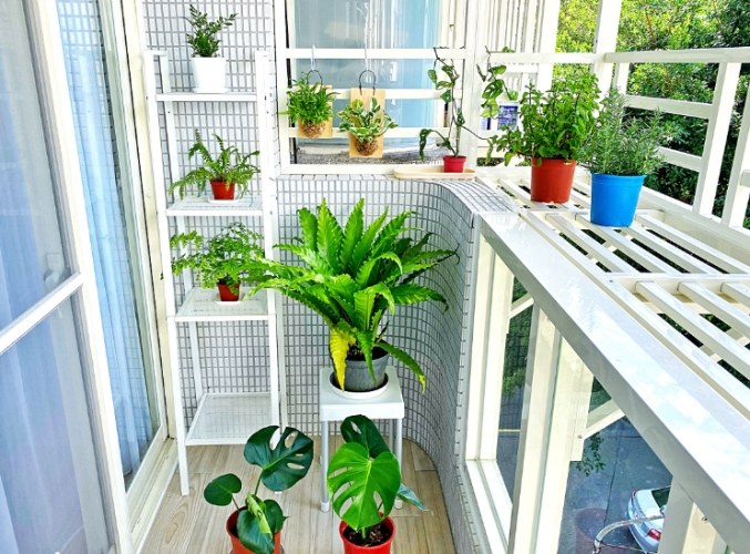 新手盆栽推薦 新手盆栽推薦