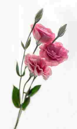 桔梗花種植方法 桔梗花種植方法