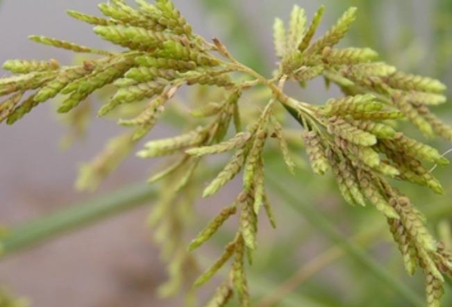 碎米莎草識別 碎米莎草識別