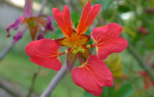 旱金蓮栽培技巧 旱金蓮栽培技巧