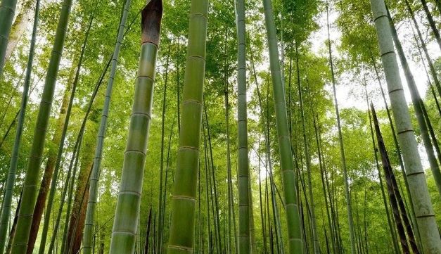 竹子特徵 竹子特徵