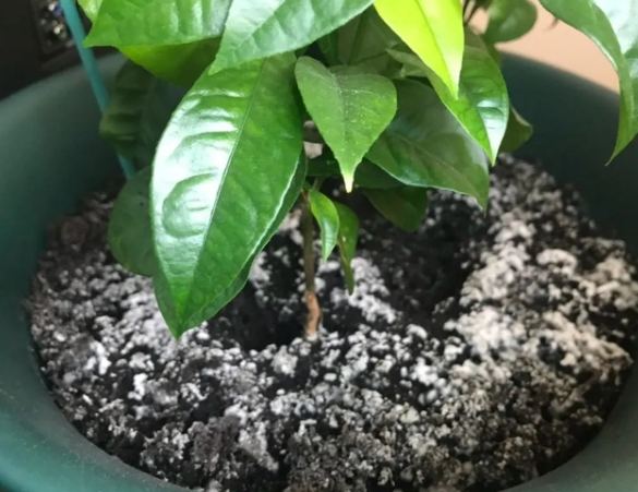 盆栽土壤發霉 盆栽土壤發霉