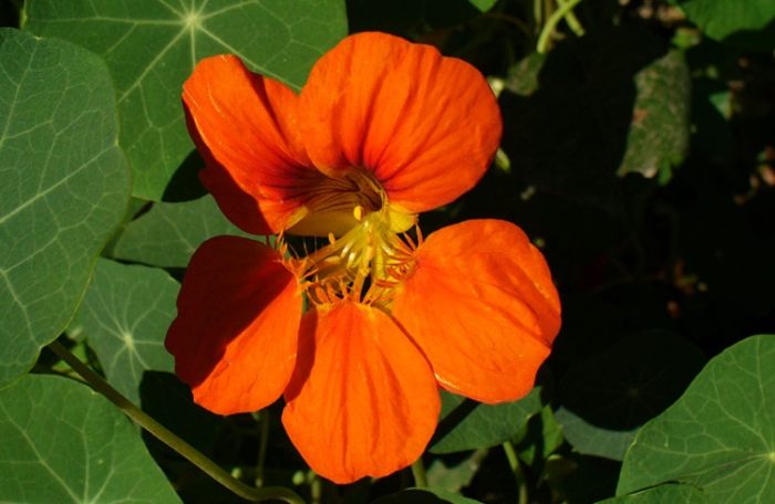 旱金蓮栽培 旱金蓮栽培