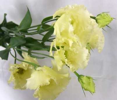 黃色花卉象征 黃色花卉象征