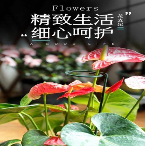 瑪麗安植物養護 瑪麗安植物養護