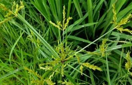莎草屬 用途