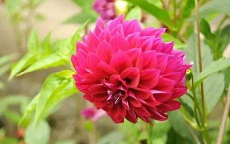 花卉種植 花卉種植