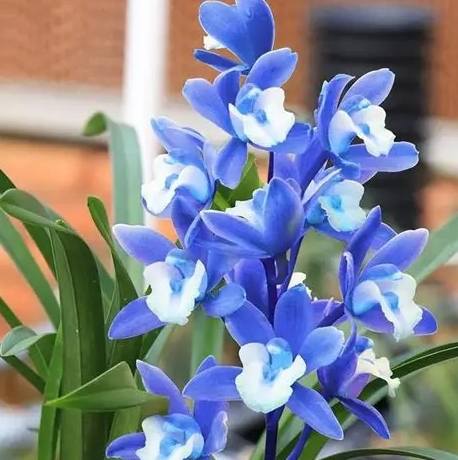 蘭花栽培方法 蘭花栽培方法