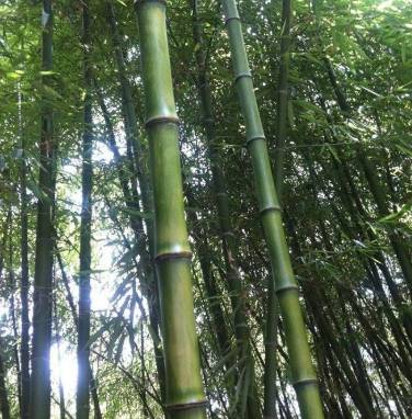 竹類植物 竹類植物