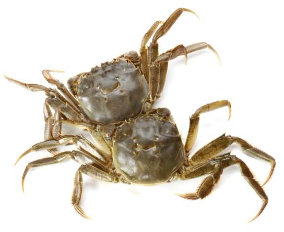 皮皮蝦螃蟹烹飪