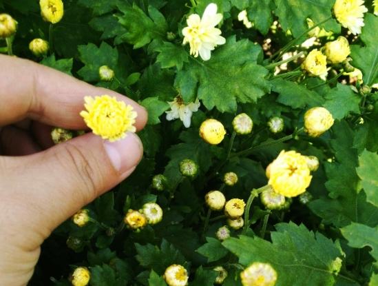 菊花杞子茶功效