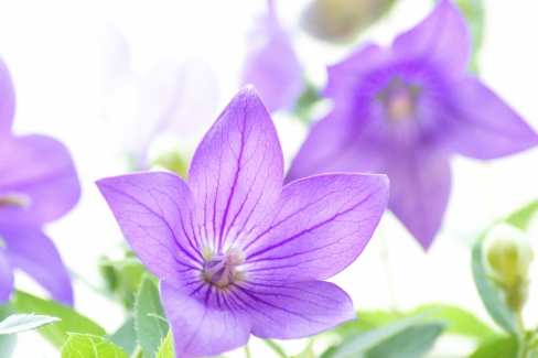 桔梗花種植方法