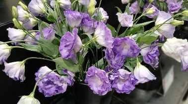 桔梗花語象徵 桔梗花語象徵