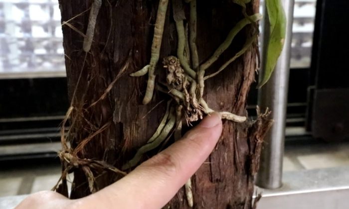 蝴蝶蘭急救方法