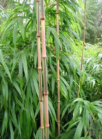 竹子種類 竹子種類