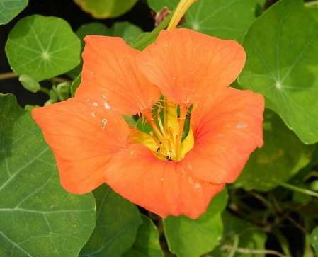 旱金蓮照顧秘訣 旱金蓮照顧秘訣