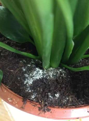 植物霉菌防治 植物霉菌防治