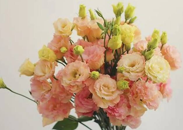 粉色桔梗花語 粉色桔梗花語