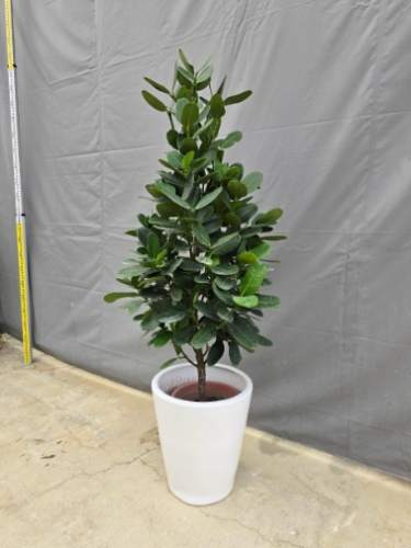 福木澆水頻率 福木澆水頻率