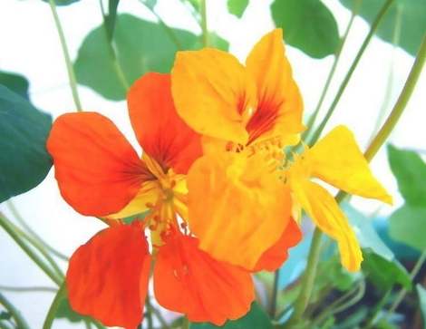 旱金蓮種植方法 旱金蓮種植方法