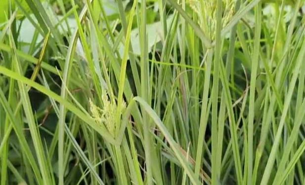 莎草功效 莎草功效