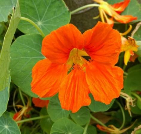 旱金蓮栽培 旱金蓮栽培