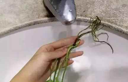 水培植物根部健康
