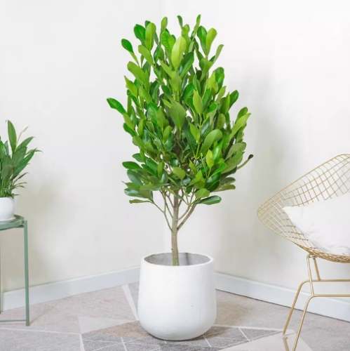 福木澆水頻率 福木澆水頻率