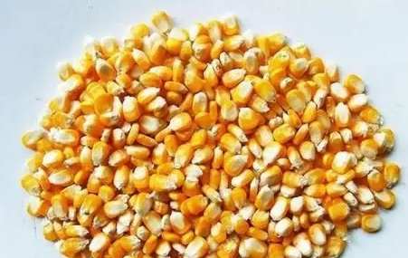 玉米果實種子 玉米果實種子