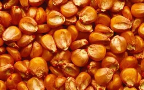 玉米種子結構 玉米種子結構