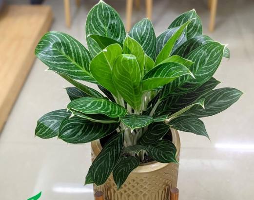 瑪麗安萬年青繁殖 瑪麗安萬年青繁殖