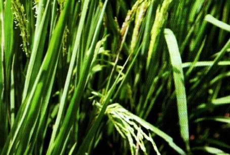 禾本科作物重要性