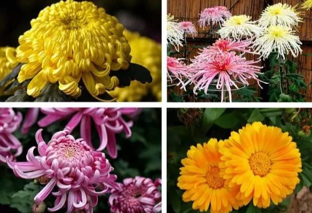台灣菊花品種