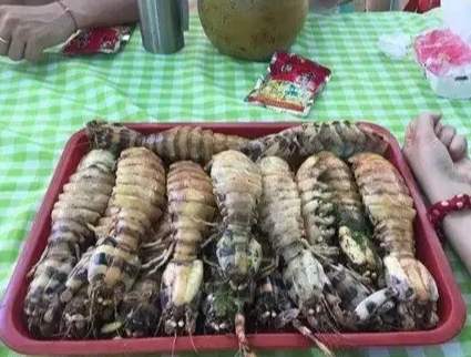 瀨尿蝦攻擊 案例