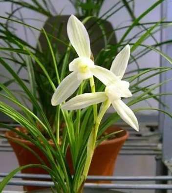 蘭花養護技巧 蘭花養護技巧
