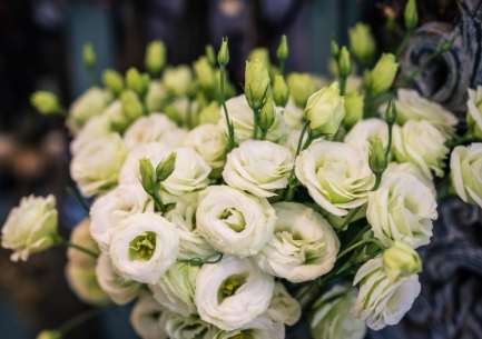 洋桔梗花語綠色 洋桔梗花語綠色