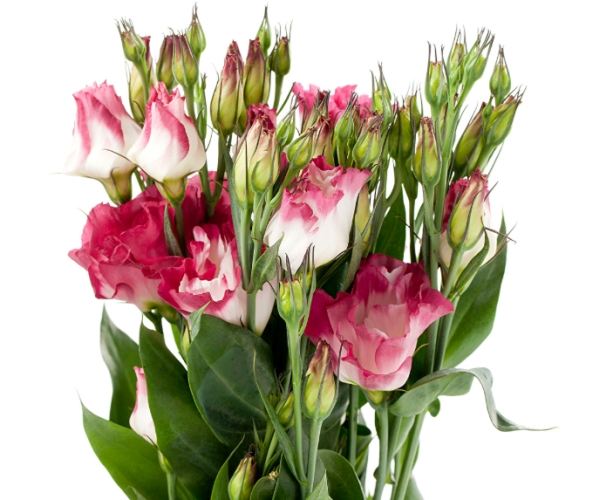 表達思念的花卉