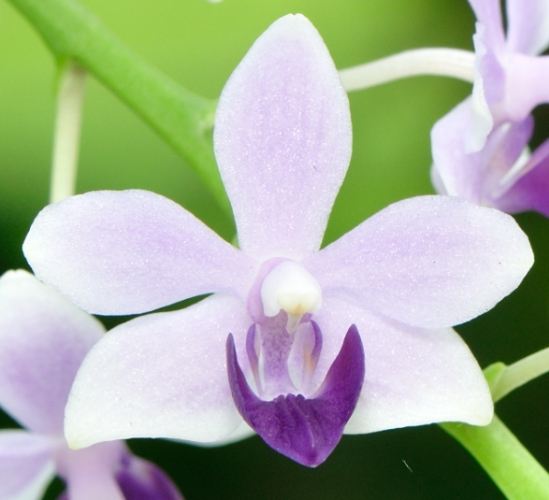 蘭花授粉方法 蘭花授粉方法