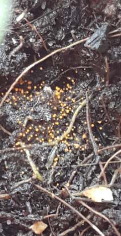 防止有機土發霉 防止有機土發霉