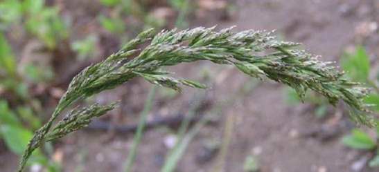 禾本科食用植物